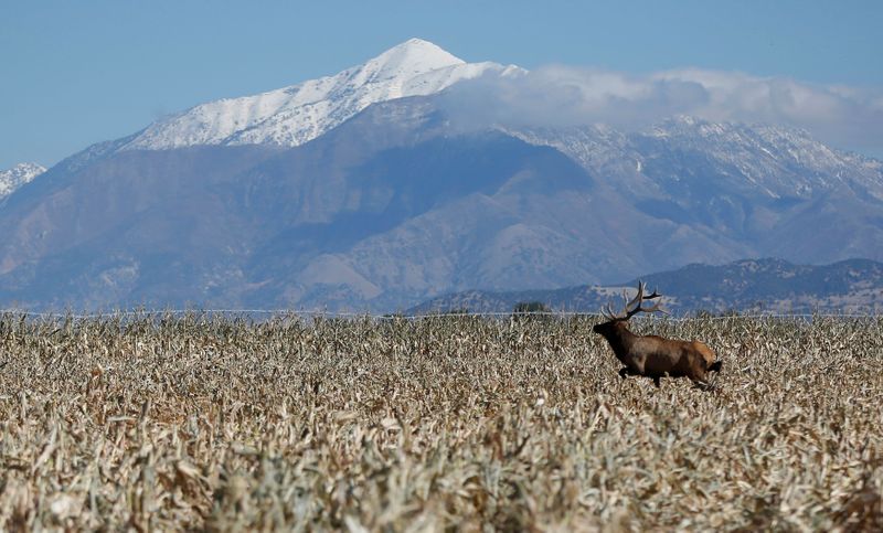 FILE PHOTO: A bull elk makes its way through the