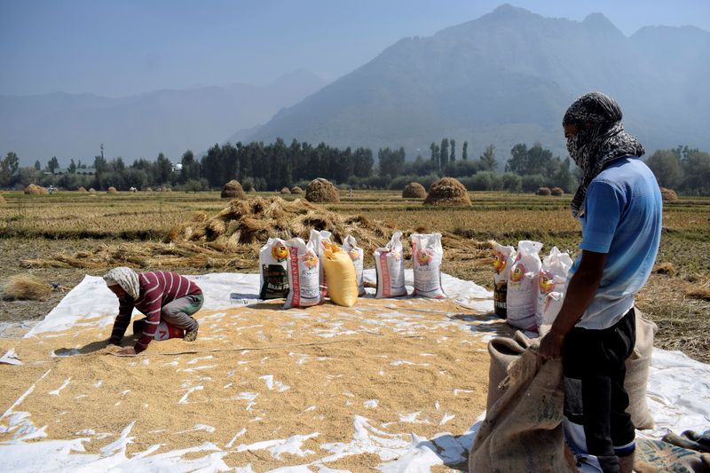 FILE PHOTO: Kashmiri farmers collect winnowed rice grain after a