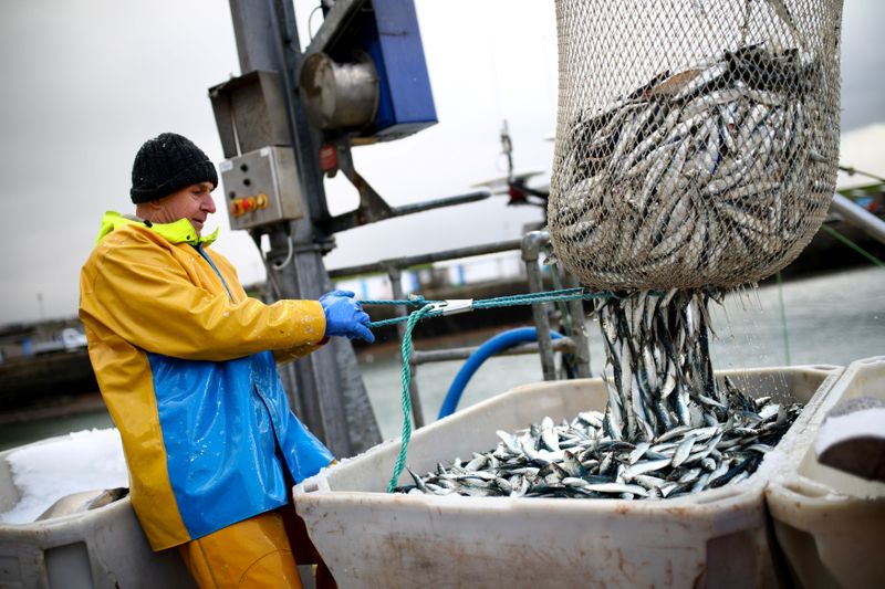 A worker pulls in a net of sardines at Newlyn