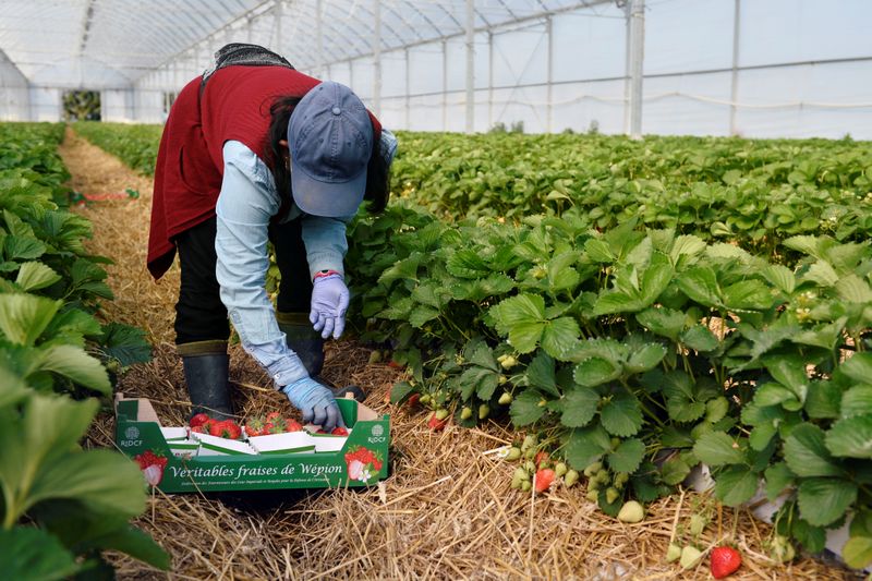 Farmworker harvests strawberries in a glasshouse in Wepion