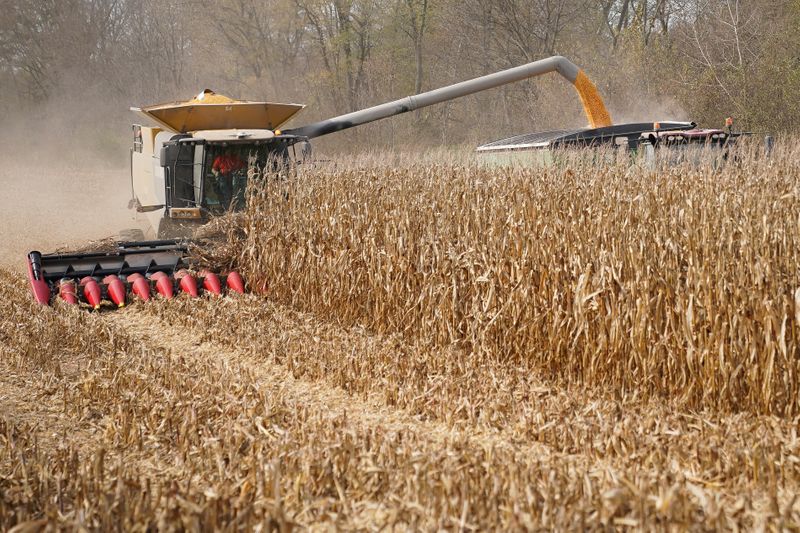FILE PHOTO: Corn is harvested from a field on Hodgen