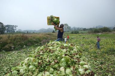 A farmer piles rotten lettuces at a farm during the