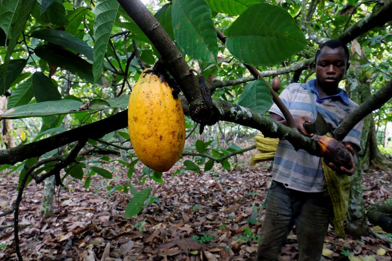 FILE PHOTO: A farmer cuts a cocoa pod at a