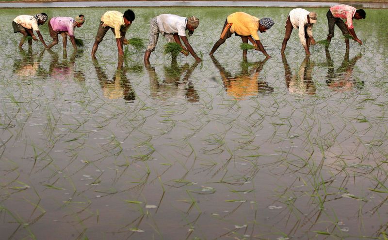 FILE PHOTO: Labourers work in a paddy field at Gunowal