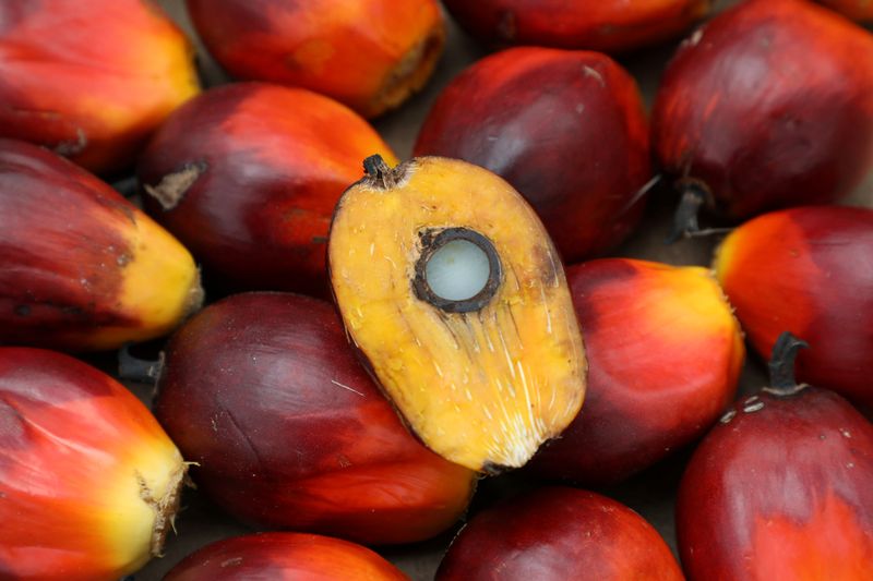 FILE PHOTO: A palm oil seed is seen at a