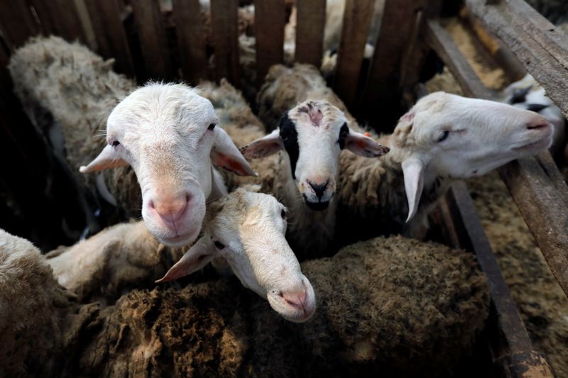 Sheep are pictured at the Mahir Farm, a goat and