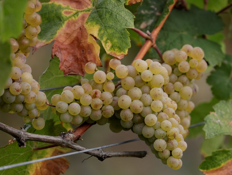 FILE PHOTO: Cluster of grapes is pictured in Bruendlmayers wineyard