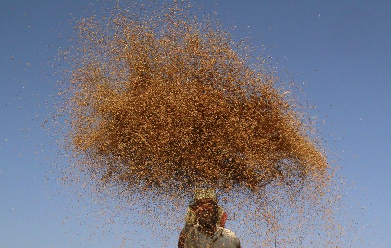 A farmer winnows paddy crops at a field on the