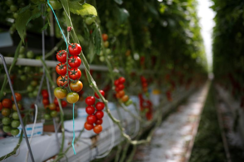 Tomatoes are seen in a greenhouse at the Roue farm