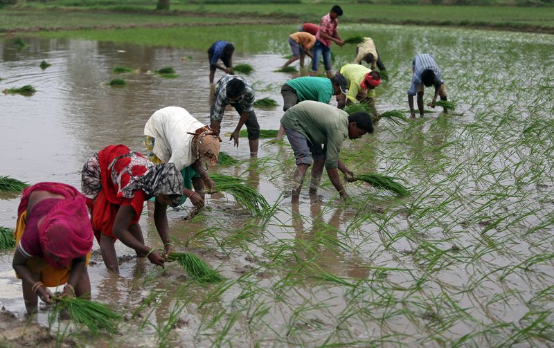Farmers plant saplings in a rice field on the outskirts