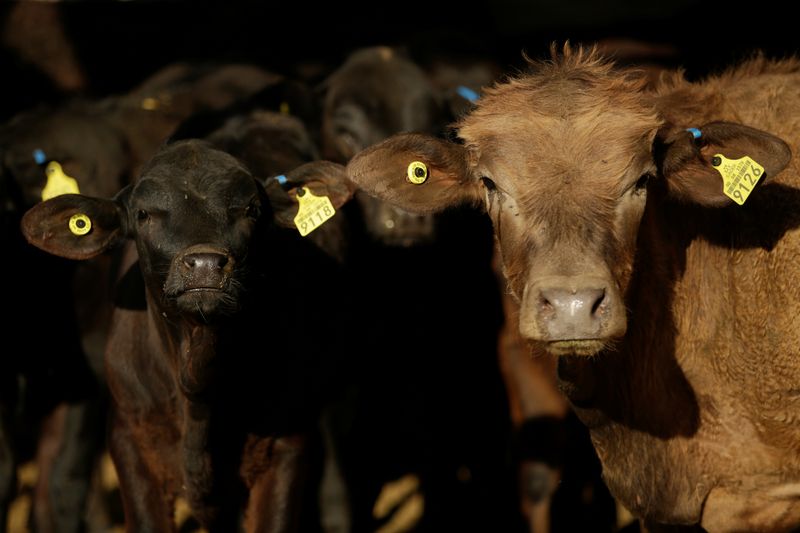 Certified beef cattle are pictured at Rancho Estrada in the