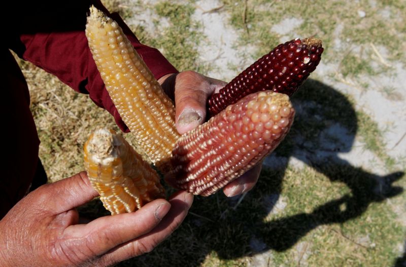 FILE PHOTO: A farmer holds different types of corn cobs