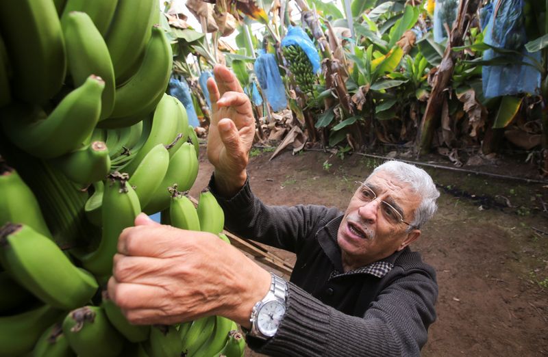 Algerian farmer Mostefa Mazouzi checks on bananas at his banana