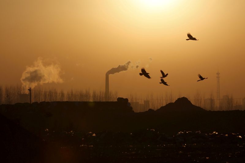 FILE PHOTO: Birds fly over a closed steel factory where