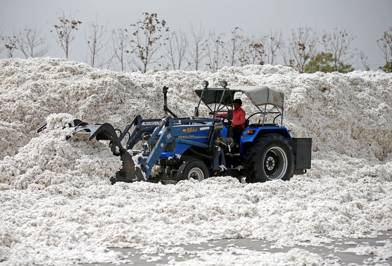 FILE PHOTO: An employee shifts piles of cotton at a
