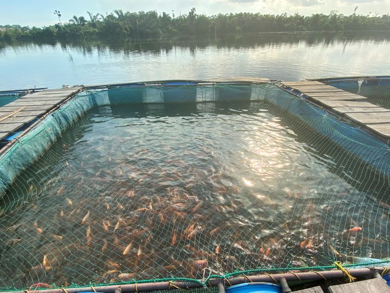 A view of fish farming pond on the Dibamba river,
