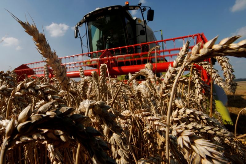 FILE PHOTO: A French farmer harvests his wheat crop in