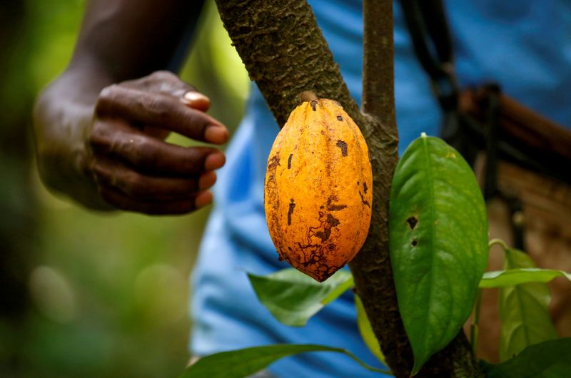 FILE PHOTO: A farmer prepares to collect a cocoa pod
