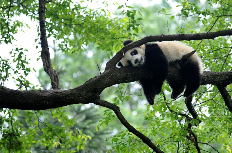 FILE PHOTO: FILE PHOTO: Giant panda rests on tree “panda