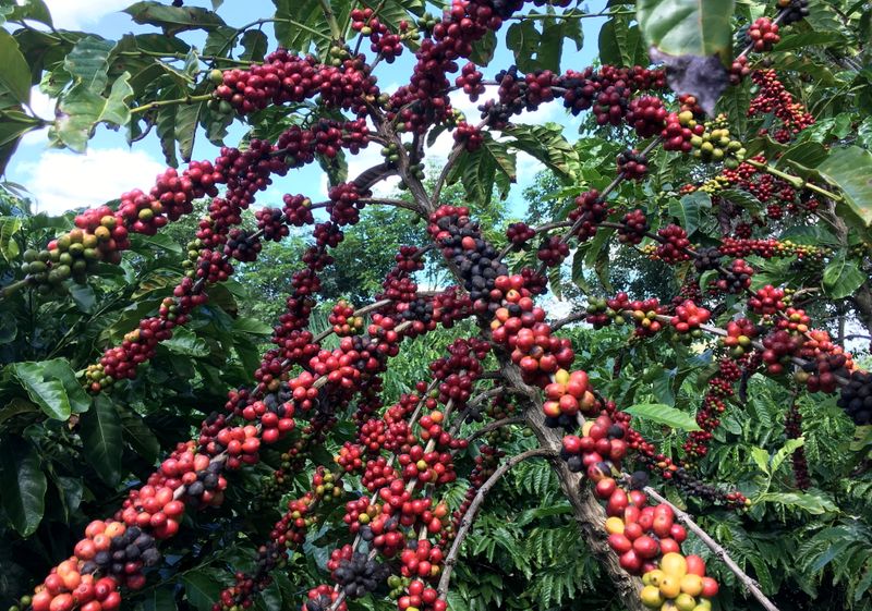 The robusta coffee fruits are seen in Sao Gabriel da