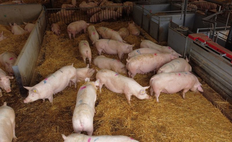 A group of breeding sows are pictured inside a barn