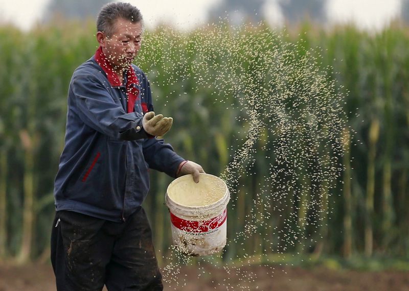 FILE PHOTO: A farmer plants seeds in a corn field