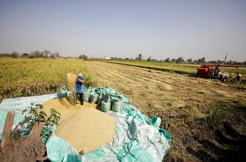 A farmer harvests rice in a field in the province