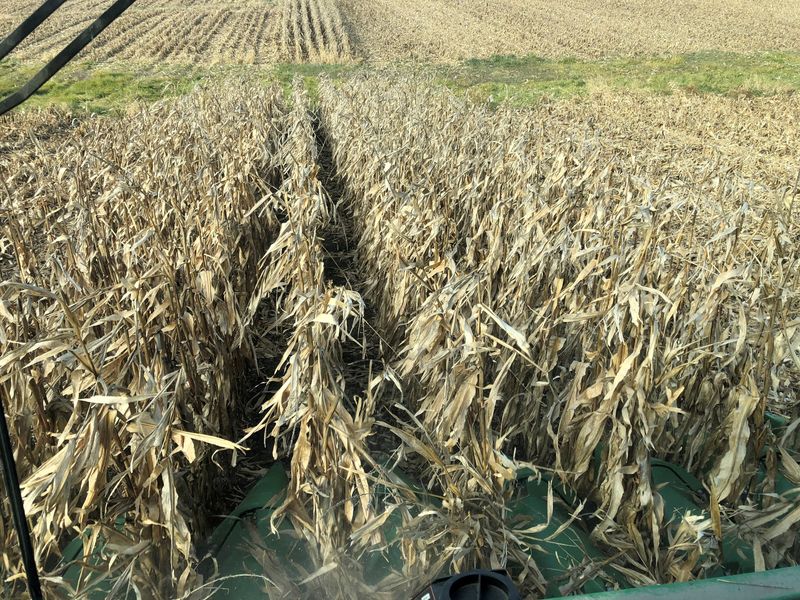 FILE PHOTO: Corn crops are seen being harvested from inside