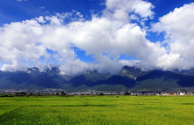 FILE PHOTO: A general view shows rice crops in the