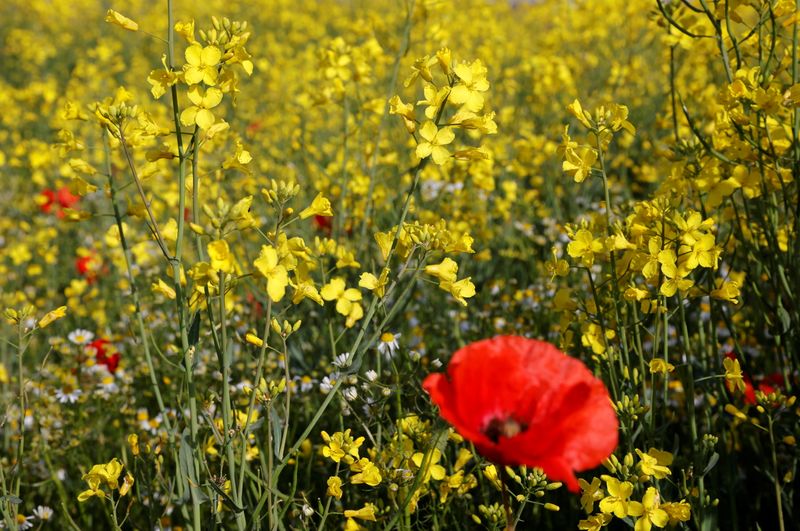 A poppy is seen in a yellow rapeseed field in