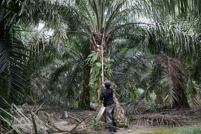 FILE PHOTO: A worker collects palm oil fruits at a