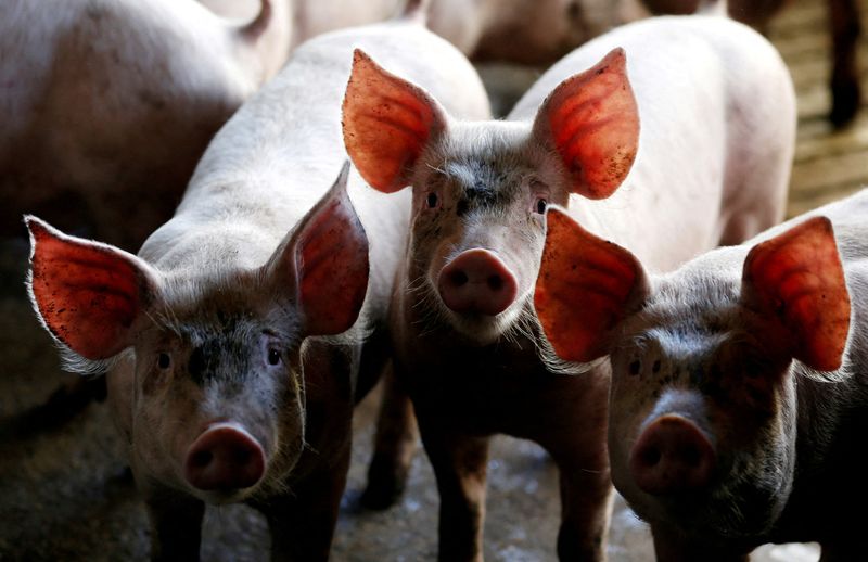 FILE PHOTO: Pigs are seen standing in a pen at