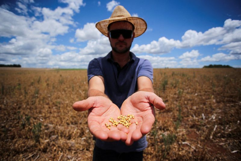 FILE PHOTO: Drought affects produtions in Rio Grande do Sul