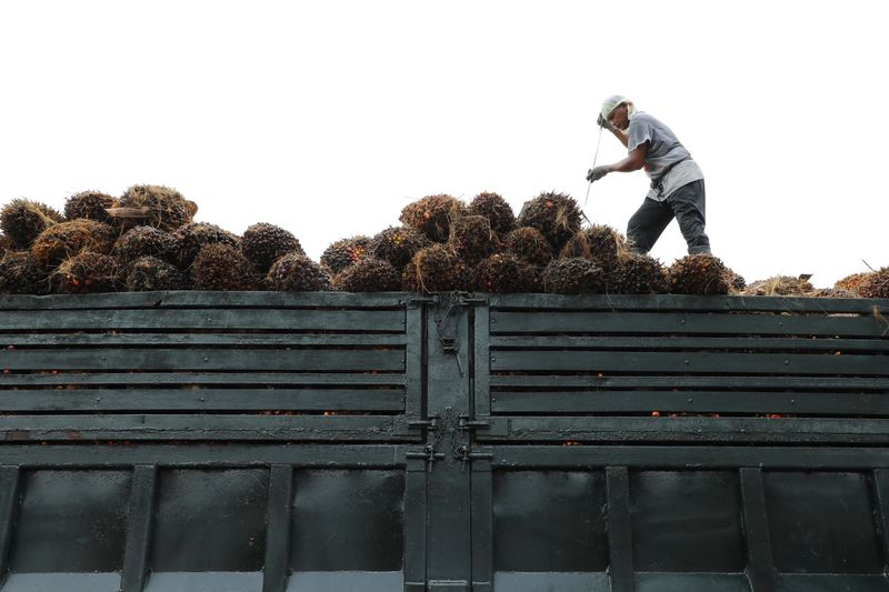 A worker arranges palm oil fruit bunches on a truck