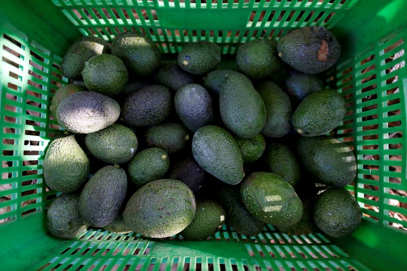 FILE PHOTO: Avocados are pictured in a crate in San