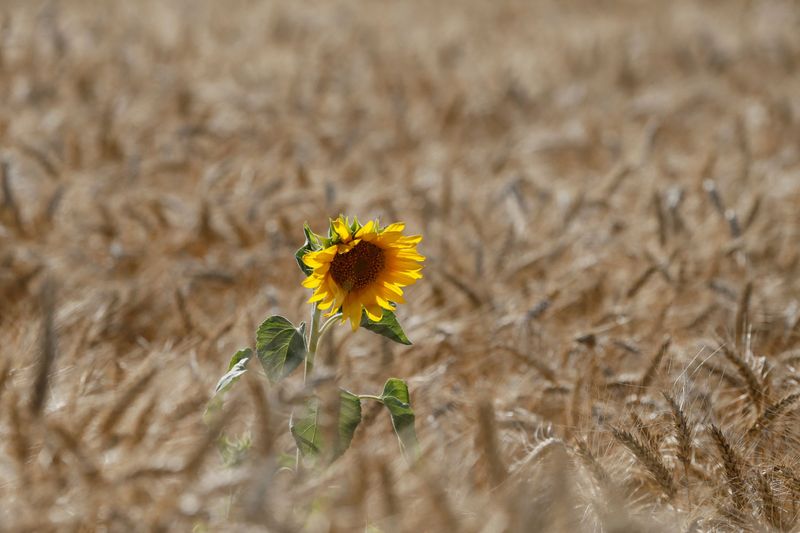 FILE PHOTO: Sunflower is seen on wheat field in Kiev