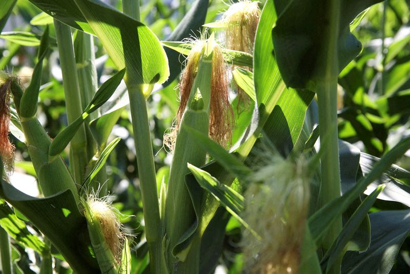FILE PHOTO: FILE PHOTO: Corn grows in a field near