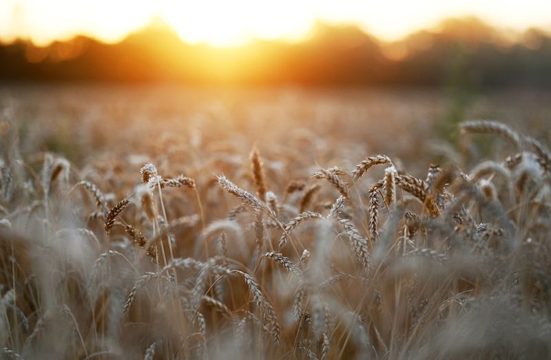 Ears of wheat are seen on sunset in a field