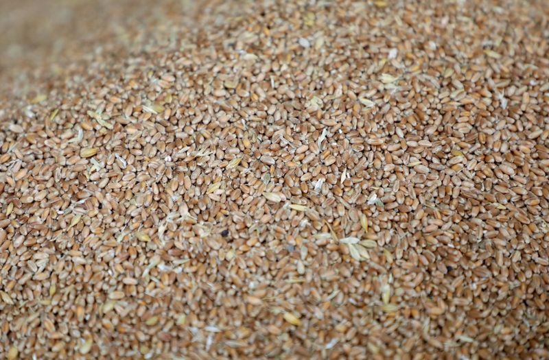 FILE PHOTO: Grains of wheat pictured at a mill in