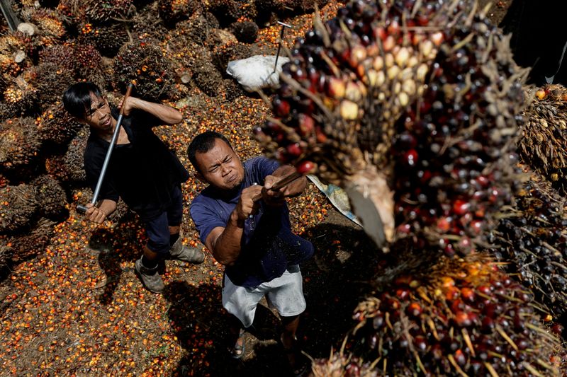 FILE PHOTO: How Indonesia’s policy stumbles over palm oil have