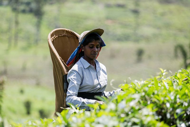 Crisis brews for Sri Lankan tea workers amid economic slump