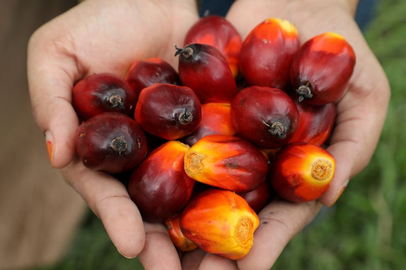 FILE PHOTO: A Sime Darby Plantation worker shows palm oil