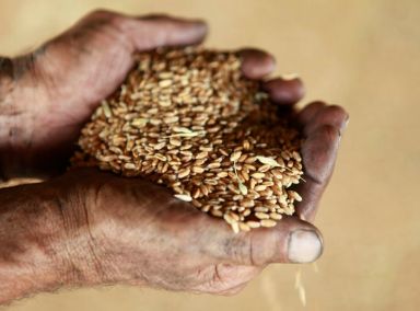 FILE PHOTO: Employee holds wheat at a grain warehouse near