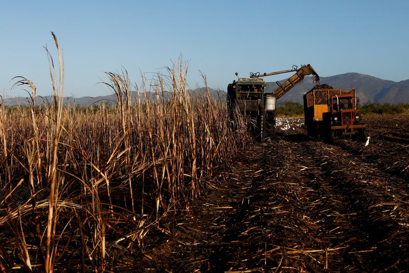 FILE PHOTO: A harvester cuts sugar cane at a plantation