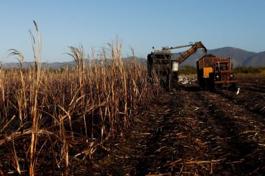 FILE PHOTO: A harvester cuts sugar cane at a plantation