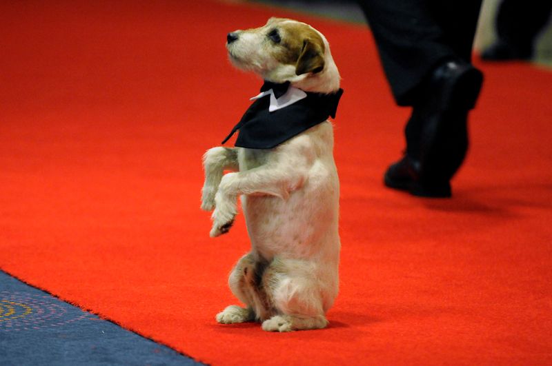 FILE PHOTO: Uggie the dog performs on the red carpet