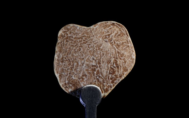 FILE PHOTO: A slice of white truffle is seen in