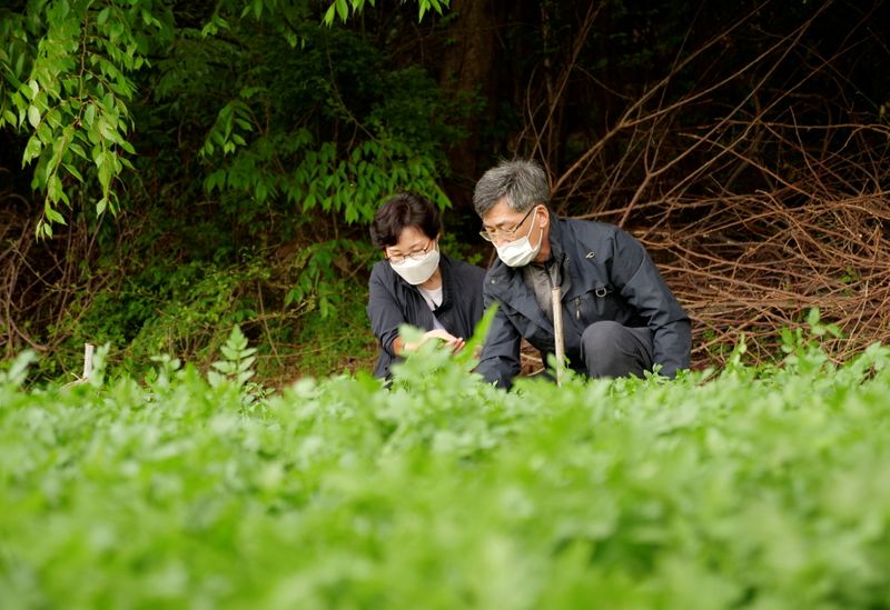 A farmer Ham Byoung-gab and his wife Lim Mi-seon work
