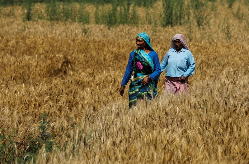 FILE PHOTO: Women walk through a wheat field on their