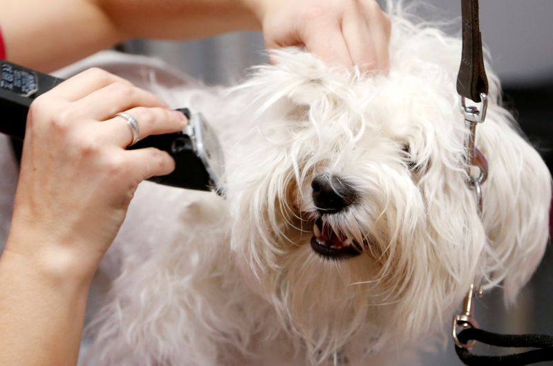 FILE PHOTO: A groomer trims the fur of a Bichon